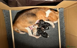 Beagle dogs for sale: KC Registered Top Quality Beagle Puppy home reared - Image 8
