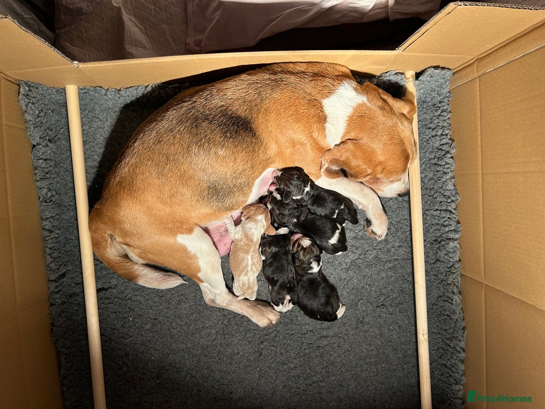 Beagle dogs for sale: KC Registered Top Quality Beagle Puppy home reared - Image 8