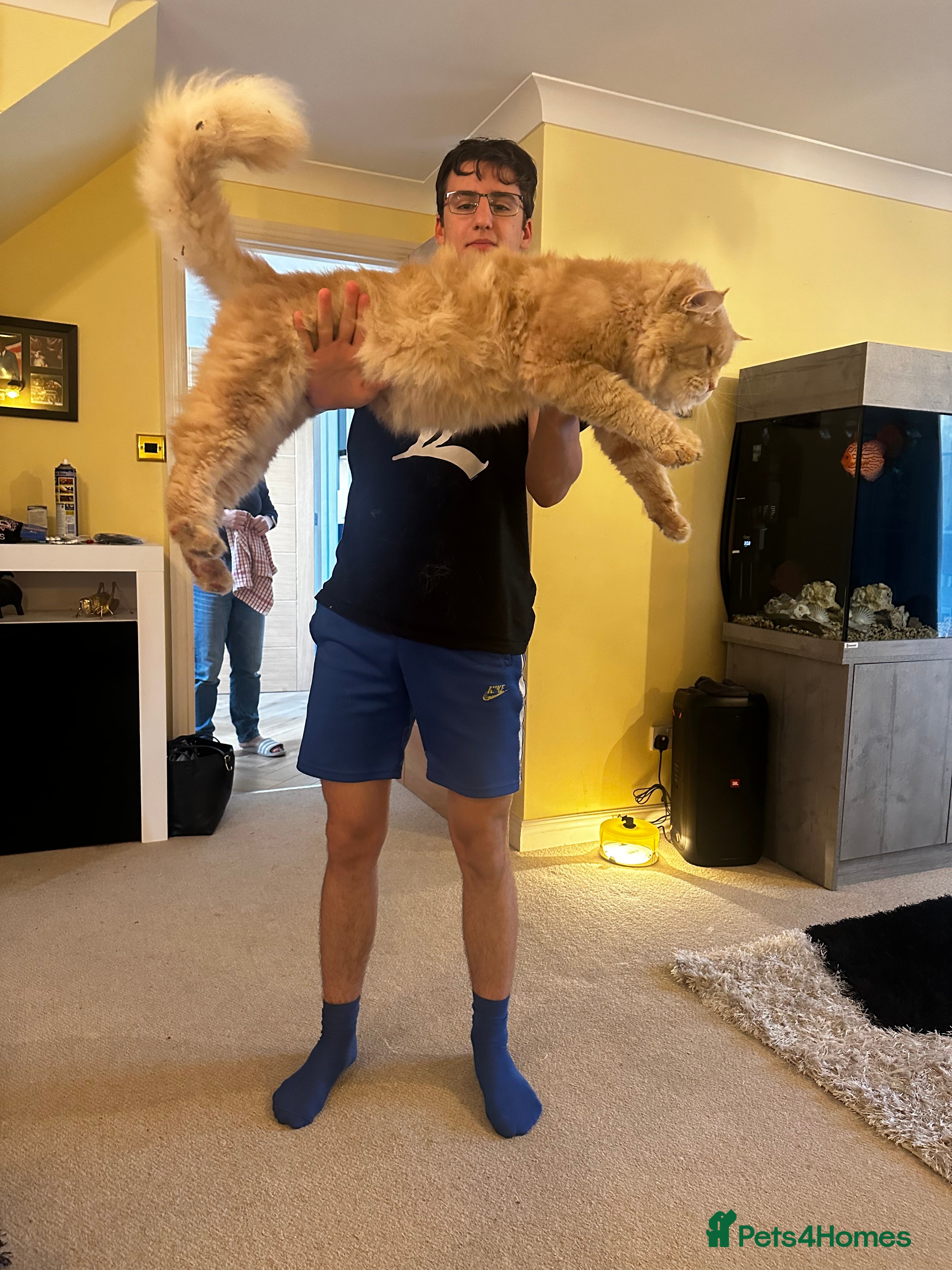 Maine Coon cats Proven Main coon stud  in Ashbourne - Advert 3