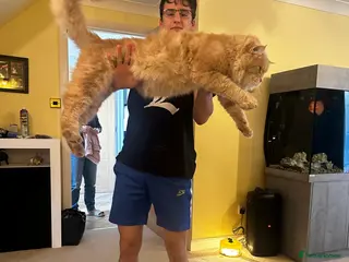 Maine Coon cats Proven Main coon stud in Ashbourne - Advert 11