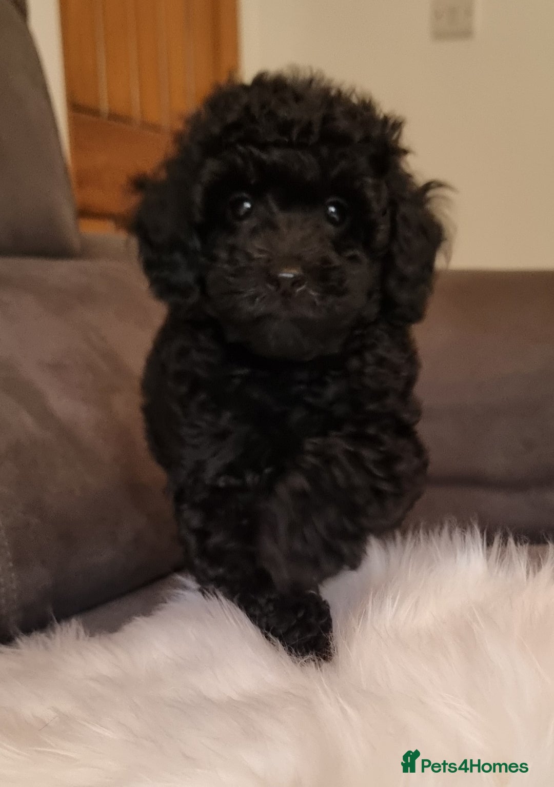 Cockapoo dogs for sale: Adorable best friend pups, sold fully vaccinated - Advert 16