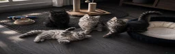 Siberian cats for sale: Siberian kittens in Chesterfield - Advert 14