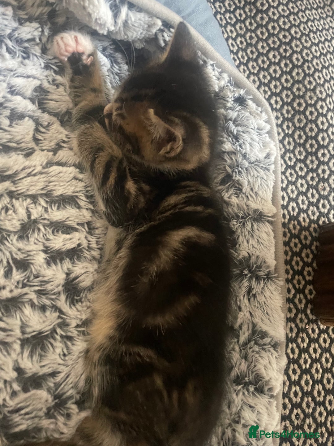 Mixed Breed cats for sale: 6 kittens for sale  - Image 23