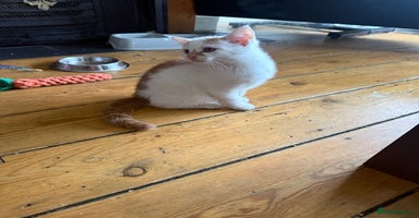 Domestic Shorthair cats 3 Adorable Ginger and White Kittens - Advert 5