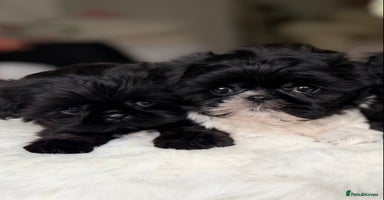 Shih Tzu dogs AMERICAN IMPERIAL SHIH TZU PUPPIES - Advert 8