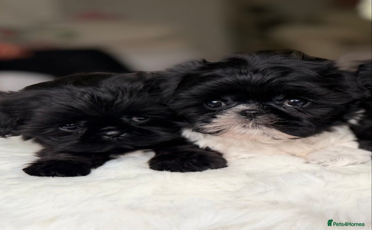 Shih Tzu dogs - Advert 4