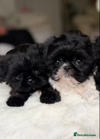Shih Tzu dogs AMERICAN IMPERIAL SHIH TZU PUPPIES - Advert 1
