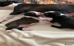 Boston Terrier dogs for sale: KC Registered 🐕❤️🏠 Puupy 🐕💙🏠Boston Terrier  - Image 18