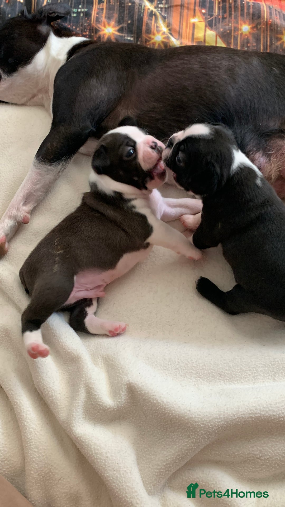 Boston Terrier dogs for sale: KC Registered 🐕❤️🏠 Puupy 🐕💙🏠Boston Terrier  - Image 18