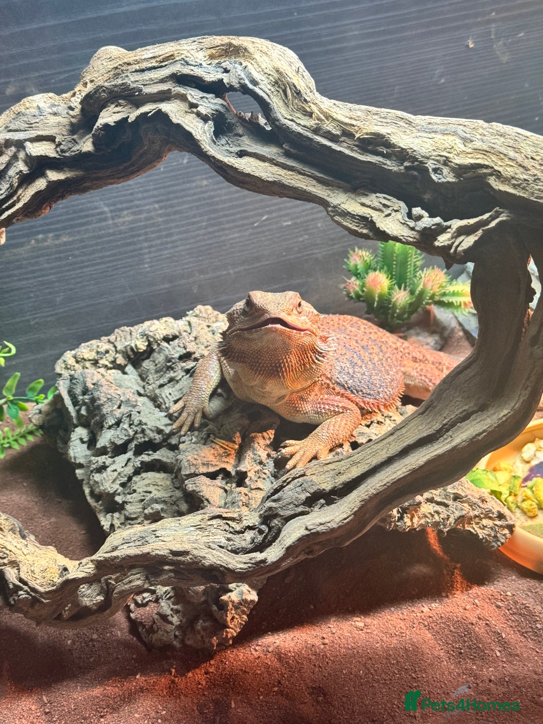 Bearded Dragon reptiles for sale: Bearded dragon  - Image 3