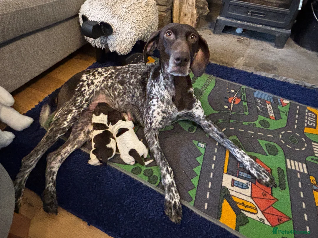 German Shorthaired Pointer dogs for sale: KC German Shorthaired Pointer Puppy in Porth - Advert 2