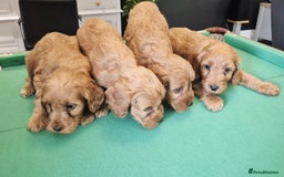 Cockapoo dogs for sale: Cockapoo - Image 4