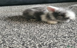 Mini Lion Lop rabbits for sale: Mini lion lops  - Image 3