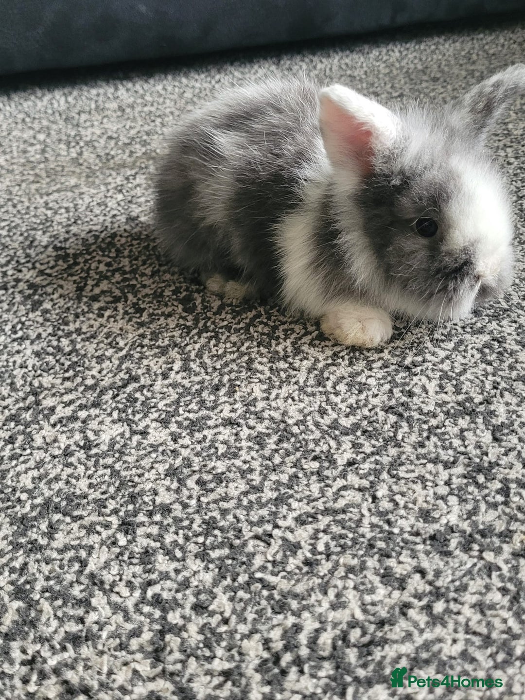 Mini Lion Lop rabbits for sale: Mini lion lops  - Image 3
