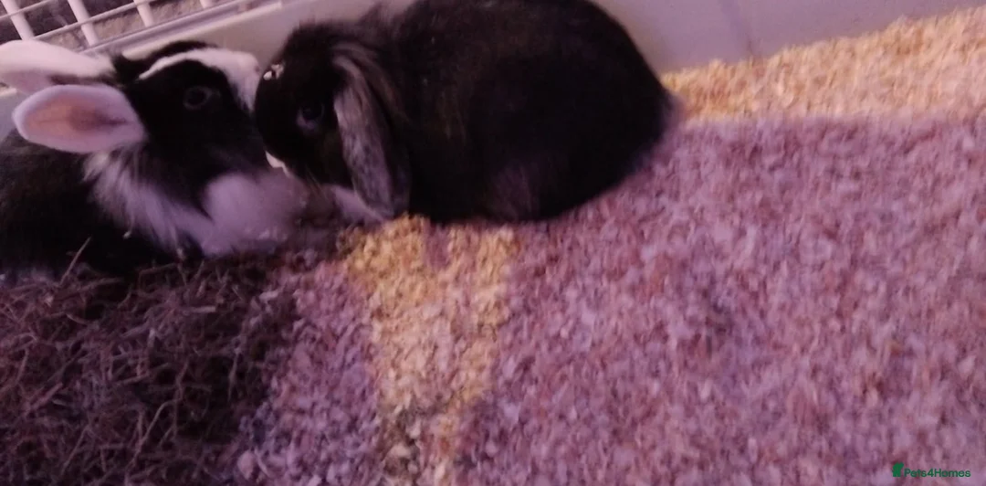 Mini Lop rabbits for sale: Two young female bunnys in Peterlee - Advert 4