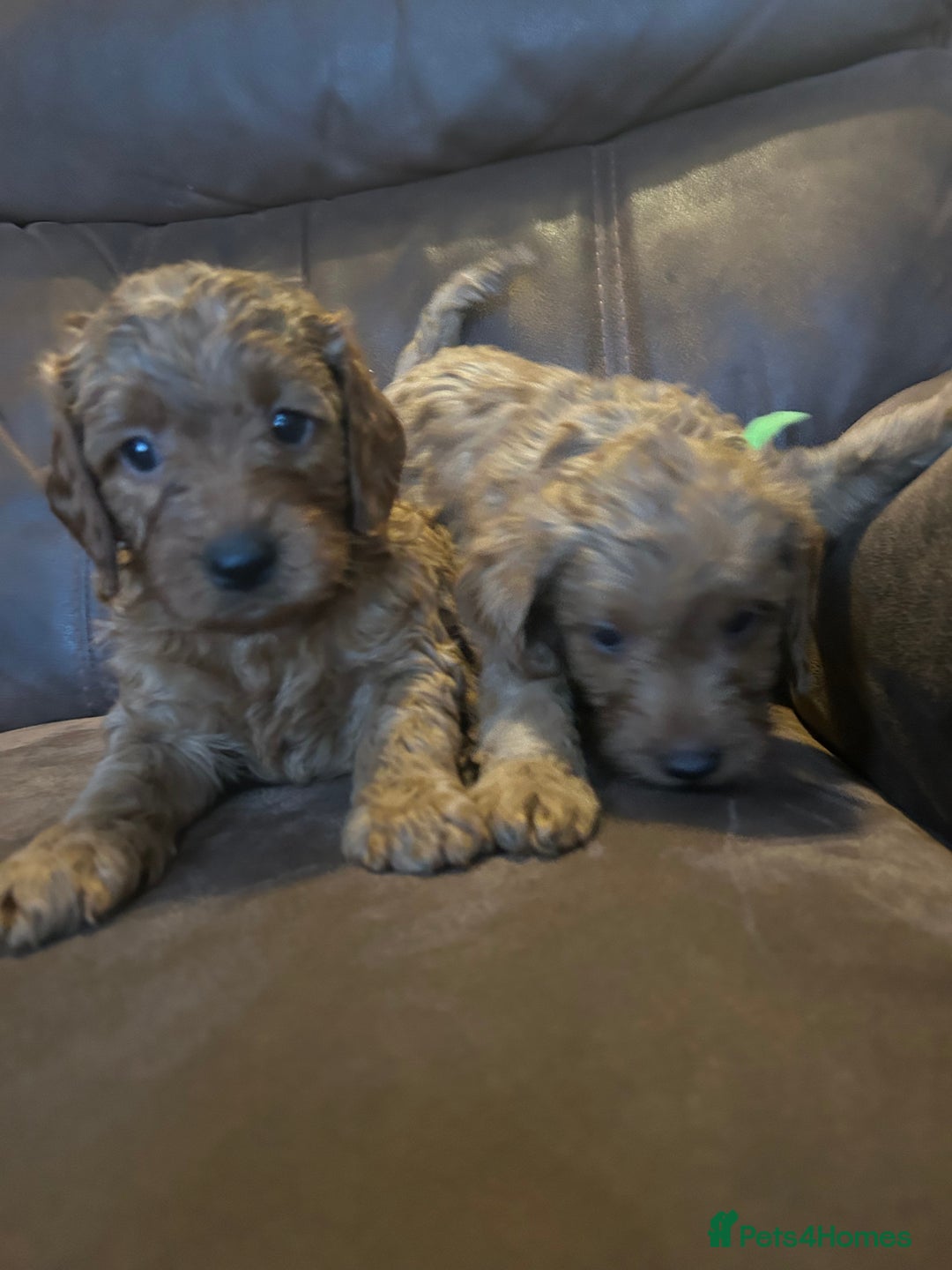 Labradoodle dogs for sale: 🐾F1b Healthy Labradoodle Puppies – Ready 18 Dec🐾 - Advert 14