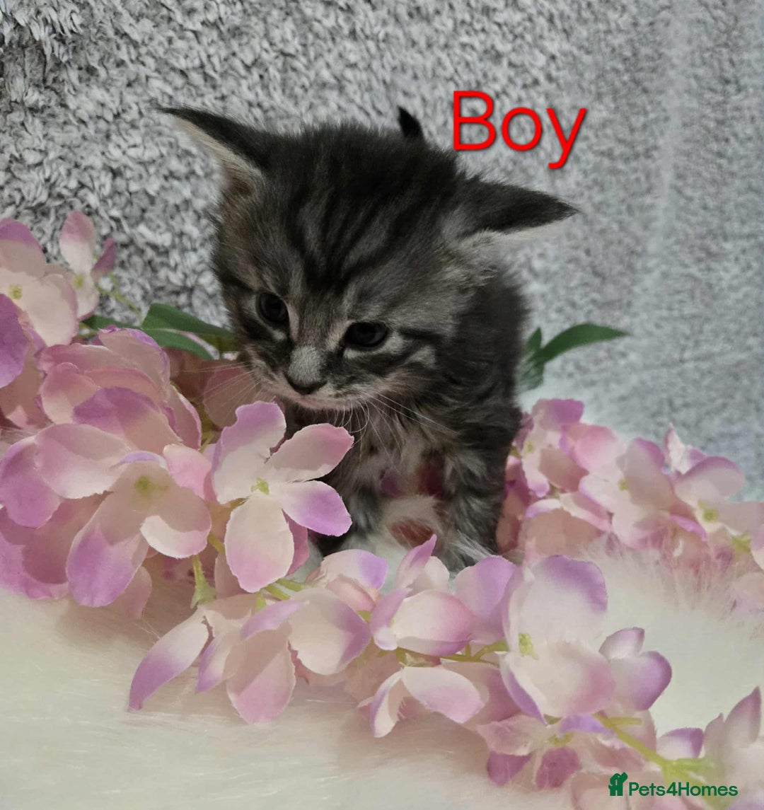 Maine Coon cats for sale: 6 Maine Coone kittens. - Image 11