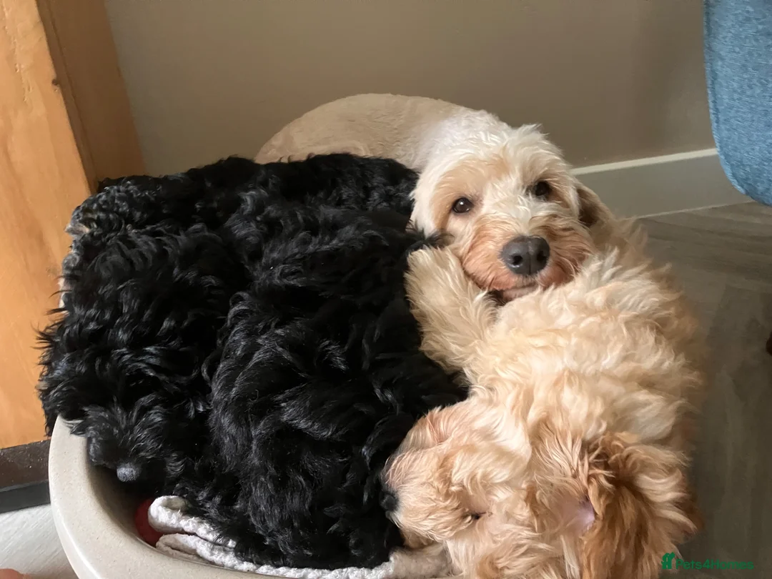 Cockapoo dogs for sale: Stunning Cockapoo litter  in Barnstaple - Advert 5