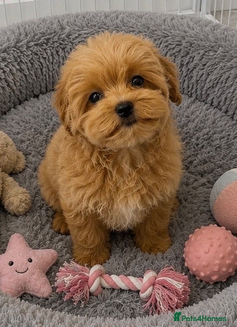 Maltipoo dogs Tiny Asian Maltipoo. DNA tested parents. - Advert 2