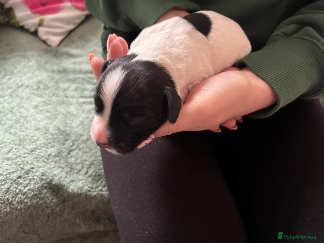 Cocker Spaniel dogs for sale: Working cocker spaniel puppies (White & Black) in Cardiff - Advert 12