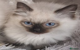 Ragdoll cats for sale: Gorgeous gccf reg Ragdoll kittens  - Image 2
