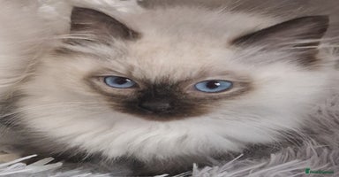 Ragdoll cats - Advert 7