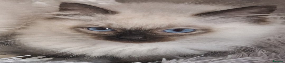 Ragdoll Kitten 1
