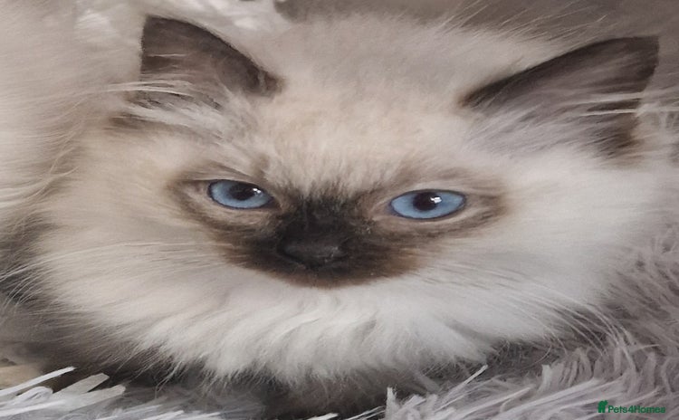 Ragdoll cats - Advert 4