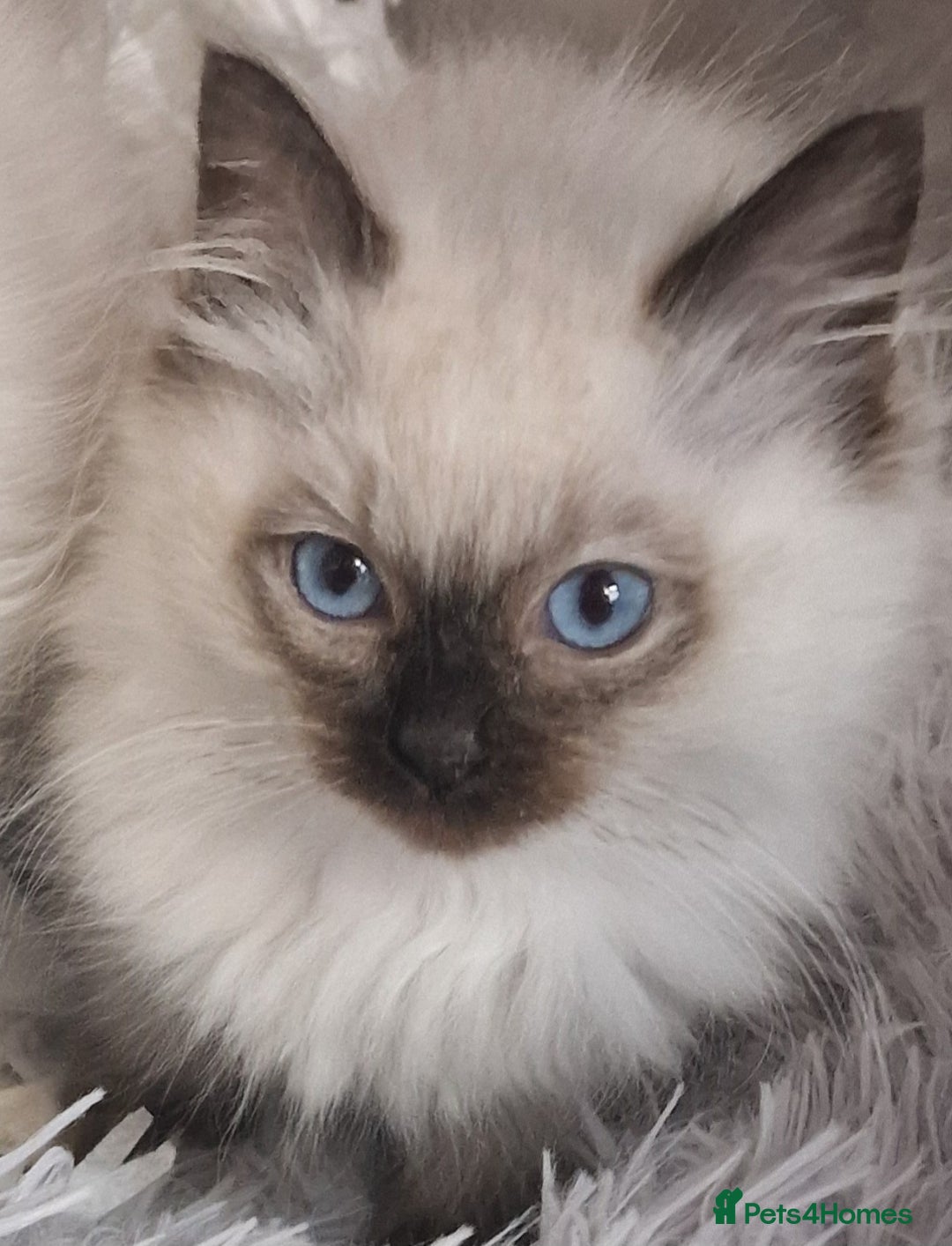 Ragdoll cats for sale: Gorgeous gccf reg Ragdoll kittens  - Image 2