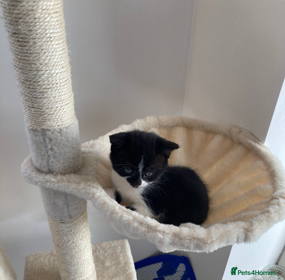 British Shorthair cats for sale: Beautiful British Shorthair Kitten Male  - Image 9