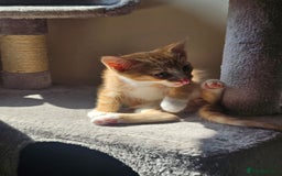 Domestic Shorthair cats for sale: Two ginger brothers  - Image 9