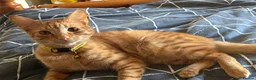Mixed Breed cats for sale: Brother and sister - Advert 9