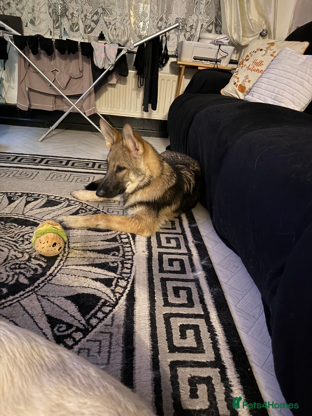 German Shepherd dogs for sale: Storm 7 month old German Shepherd Male - Advert 4