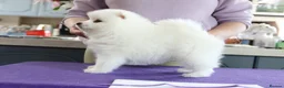 Japanese Spitz dogs for sale: Adorable Japanese Spitz male puppie - Advert 3