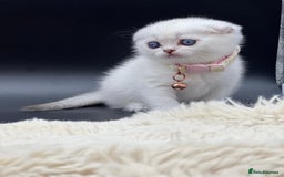 Scottish Fold cats for sale: Beautiful Blue-Eyes Scottish Girl Kittens - Image 3