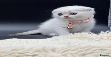 Scottish Fold cats - Advert 11