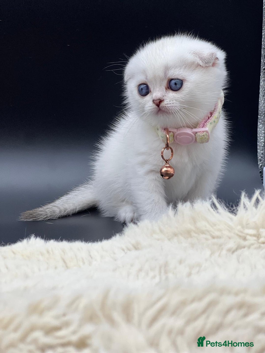 Scottish Fold cats for sale: Beautiful Blue-Eyes Scottish Girl Kittens - Image 3