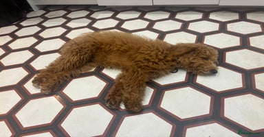 Mini Goldendoodle dogs - Advert 5