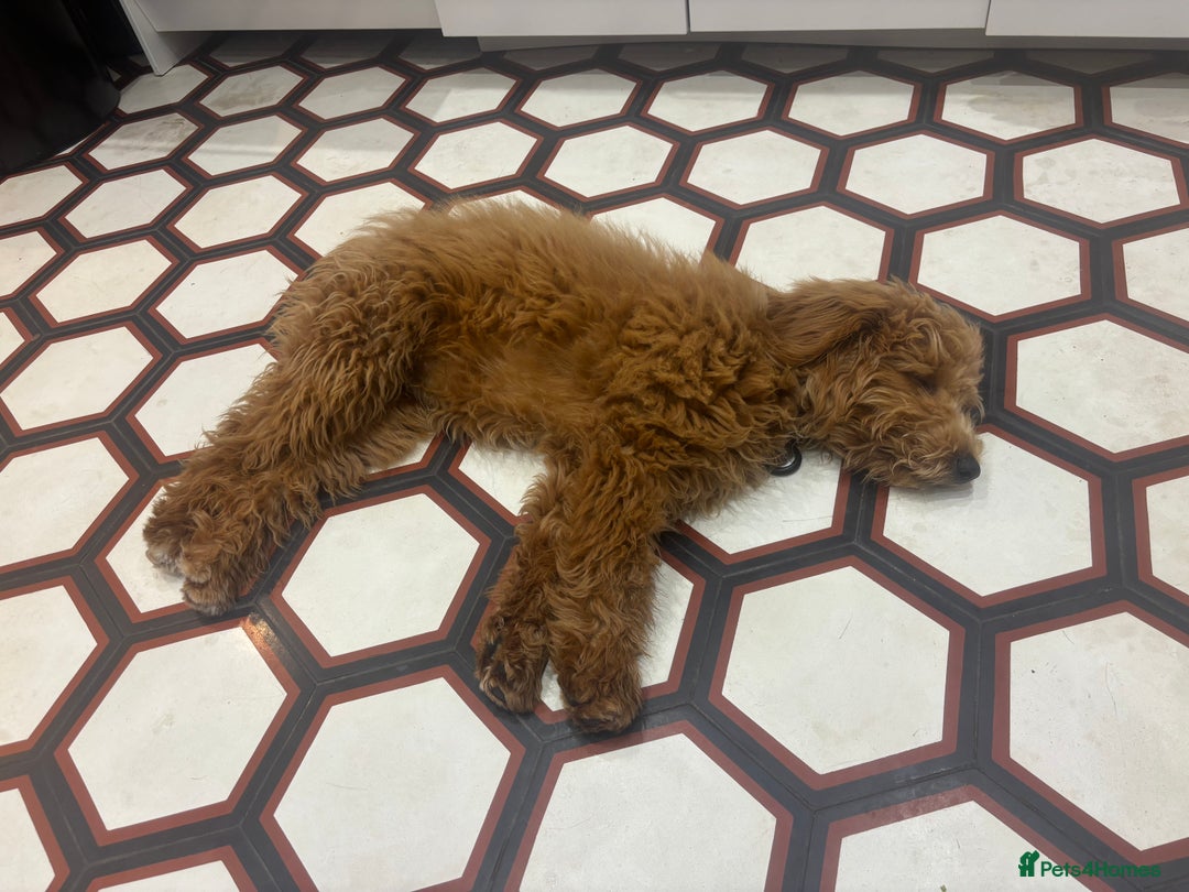 Mini Goldendoodle dogs for sale: Beautiful gentle Goldendoodle Girl - Image 3