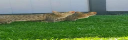 Savannah cats for sale: Lovely Two savannah F5 female pair  in Scunthorpe - Advert 1
