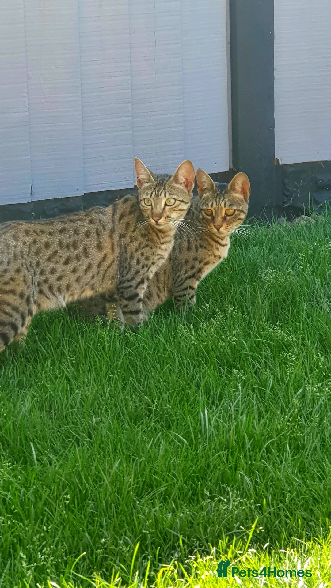 Savannah cats for sale: Lovely Two savannah F5 female pair  in Scunthorpe - Advert 1