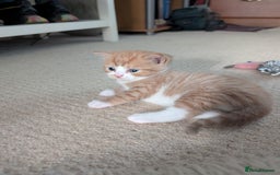 British Shorthair cats for sale: Kittens from loving country cottage home - Image 13