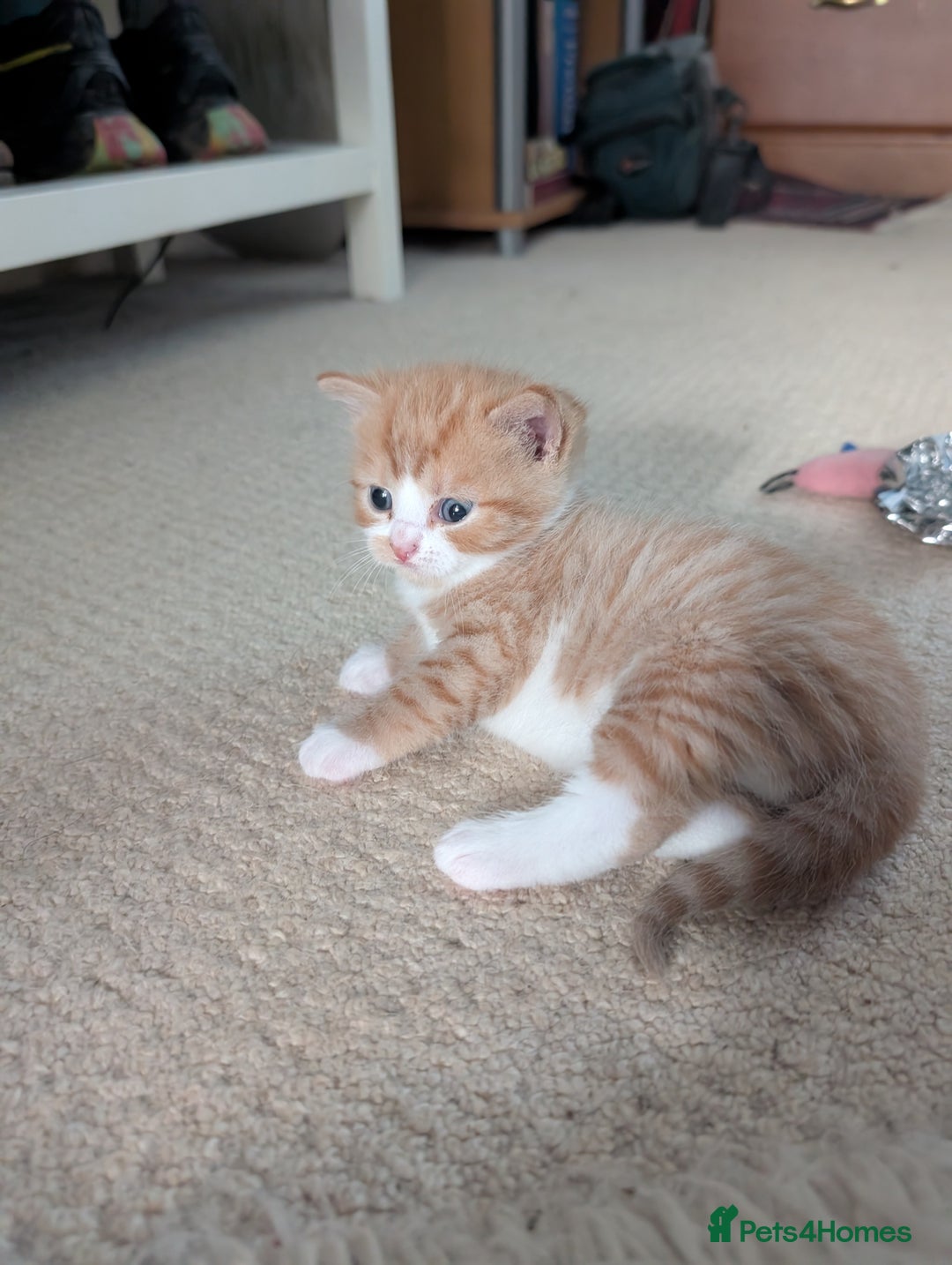 British Shorthair cats for sale: Kittens from loving country cottage home - Image 13