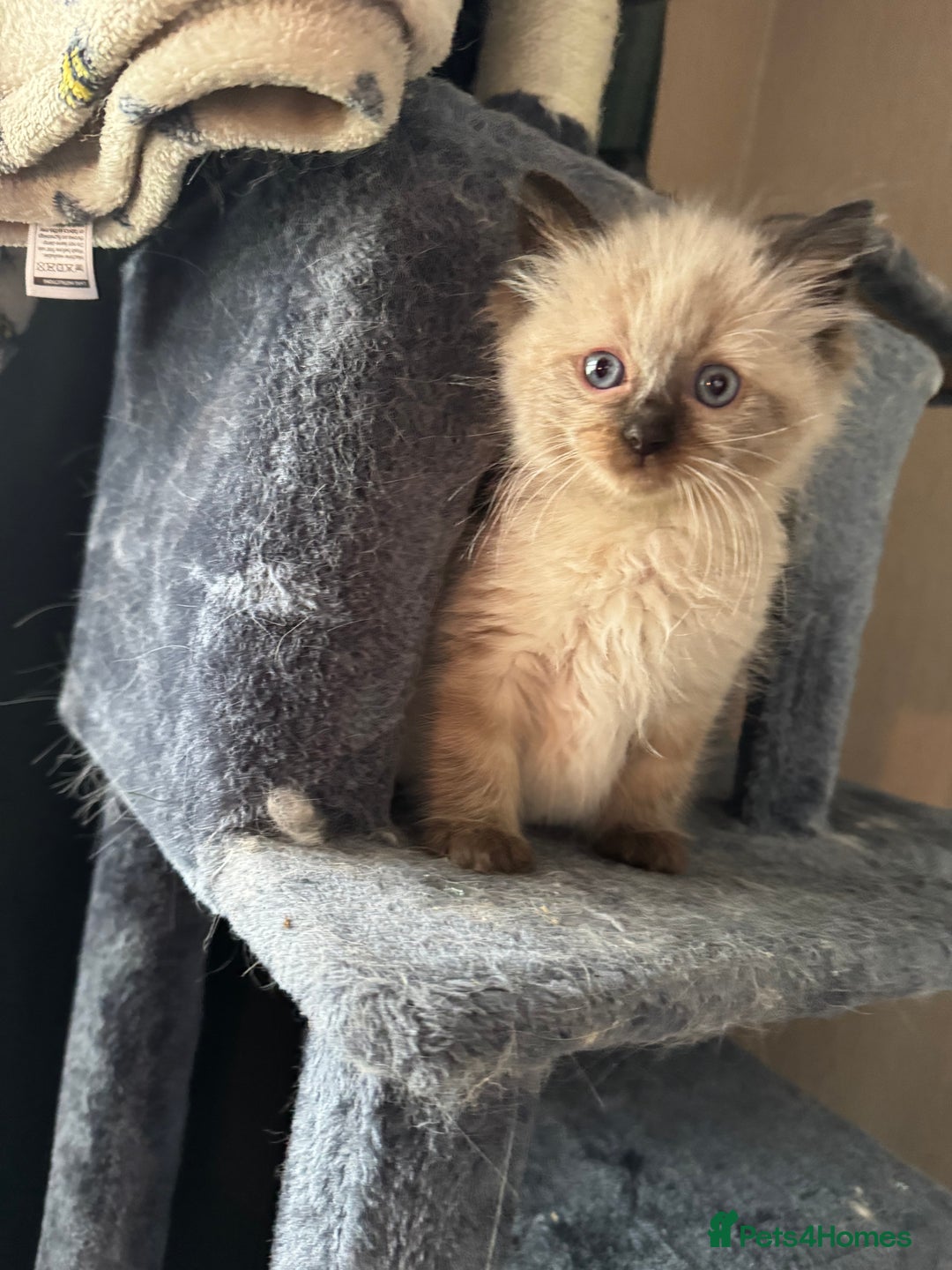Ragdoll cats for sale: 4 stunning seal point ragdoll boys  - Image 12