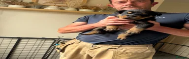 Rottweiler Puppy 11