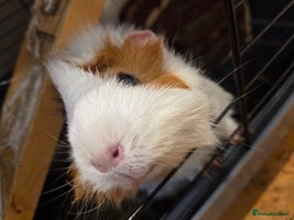 Guinea Pig rodents - Advert 6
