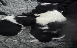 Shih Tzu dogs for sale: Shihtzu pups 5*breeder  - Image 1
