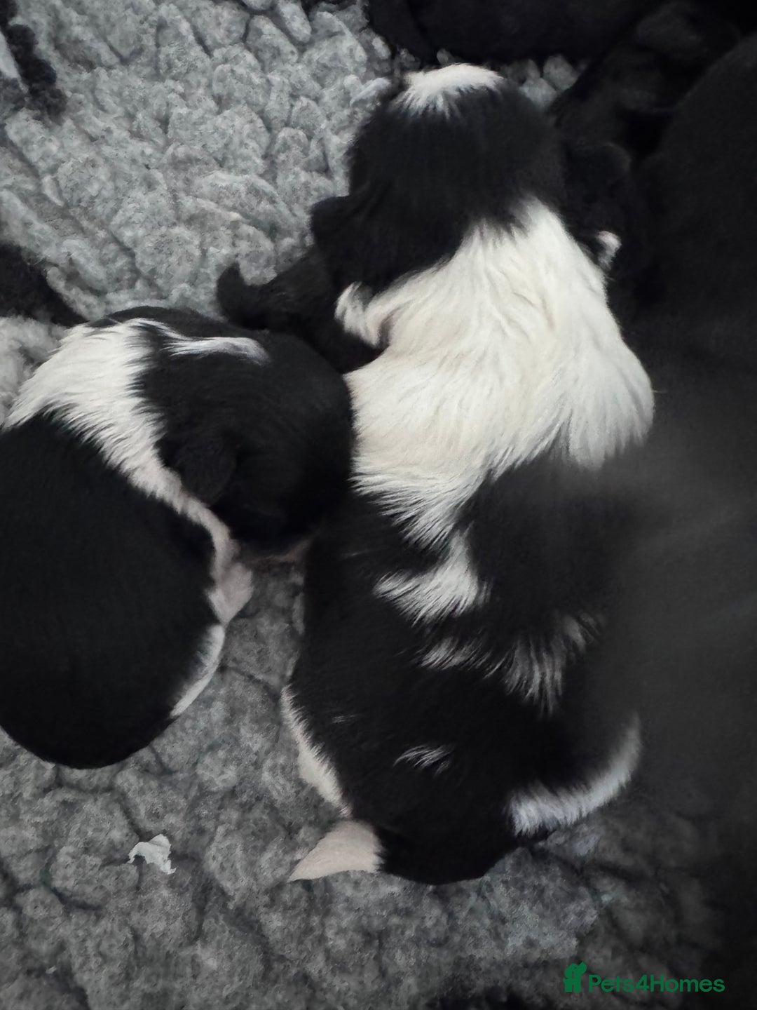 Shih Tzu dogs for sale: Shihtzu pups 5*breeder  - Image 1
