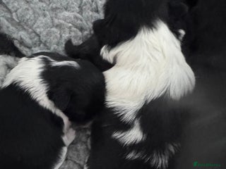 Shih Tzu dogs - Advert 6
