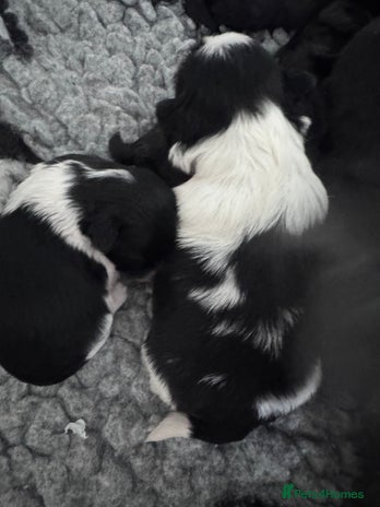 Shih Tzu dogs - Advert 1